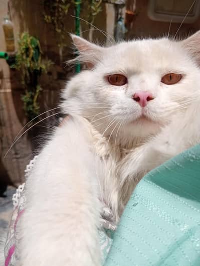 cat for sale