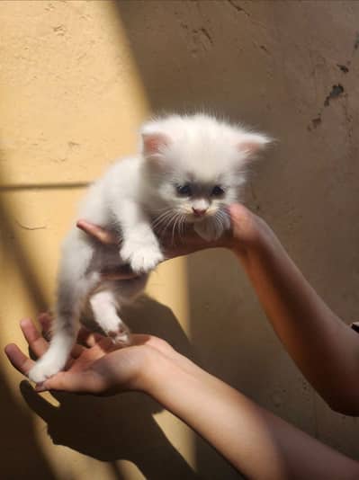 Persian kittens available
