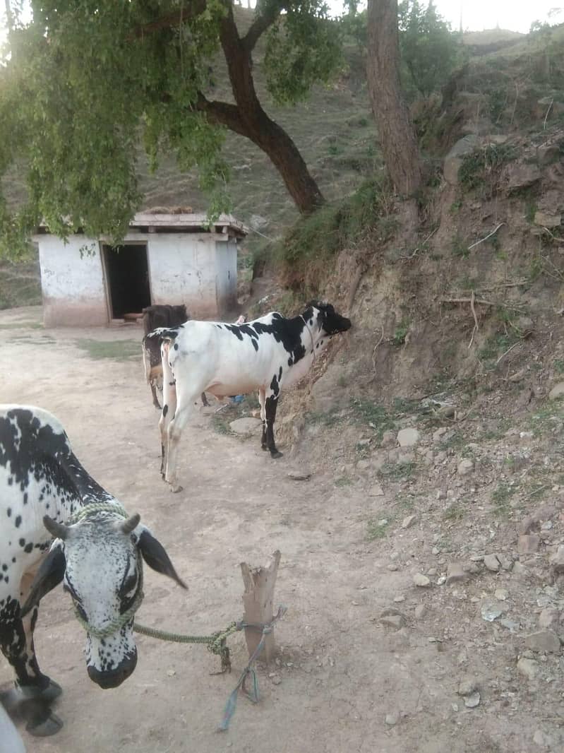 Bahil 0