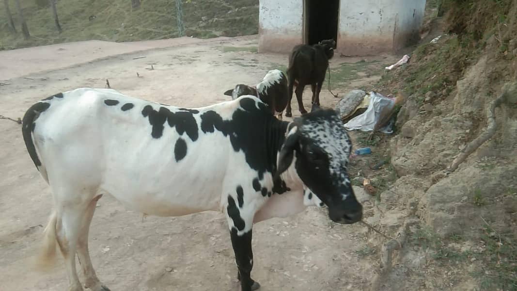 Bahil 1