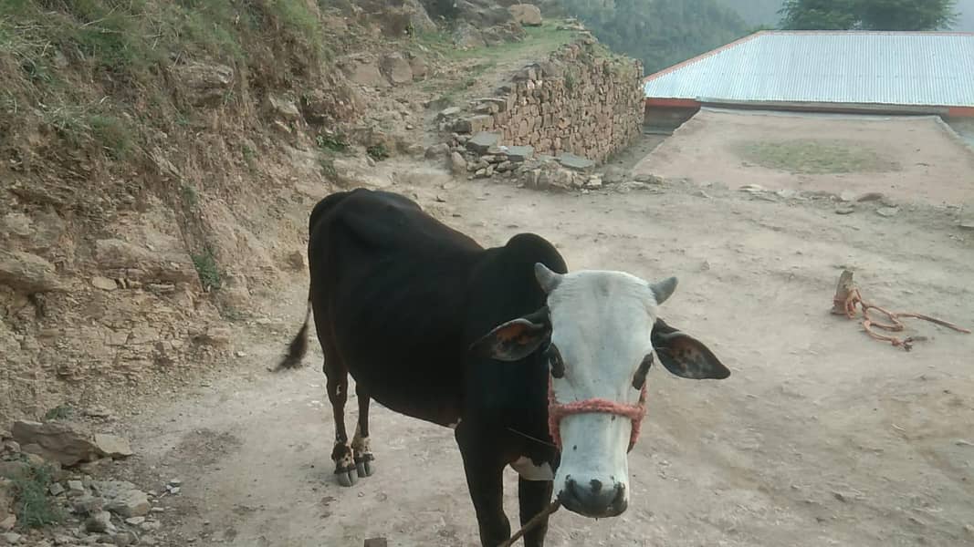 Bahil 4