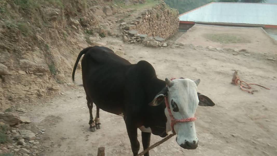 Bahil 5