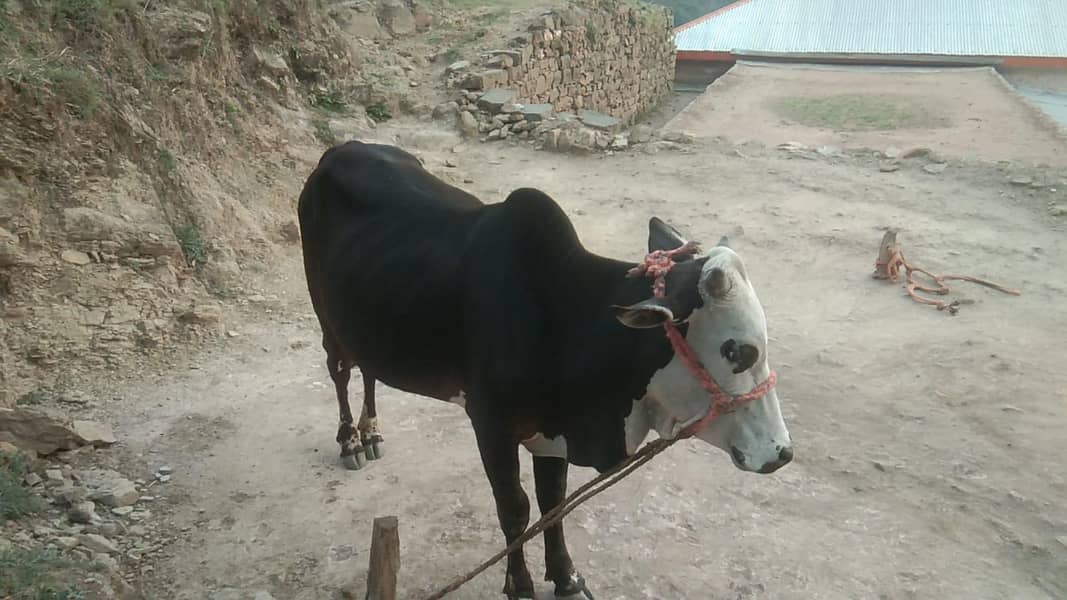 Bahil 6
