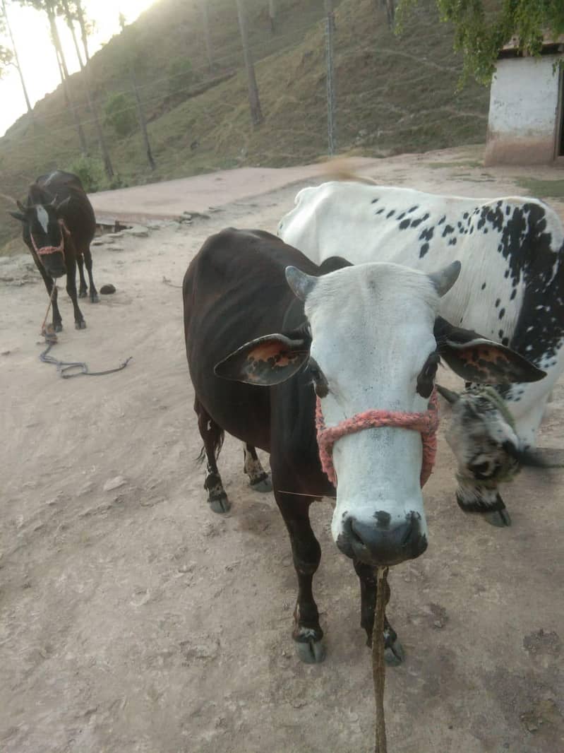 Bahil 7