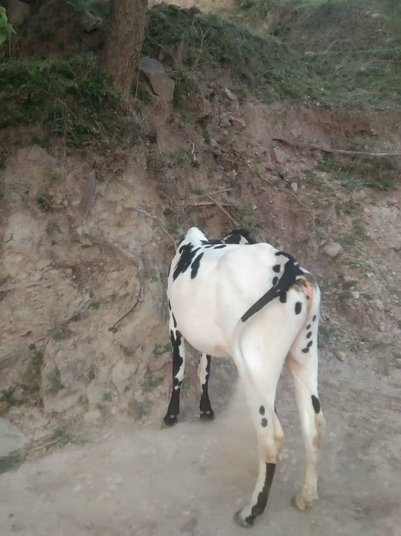 Bahil 8