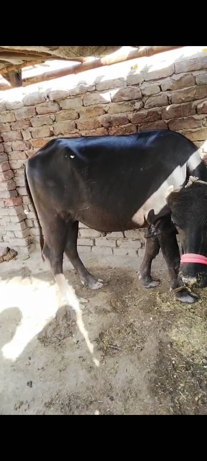 Buffalo  1