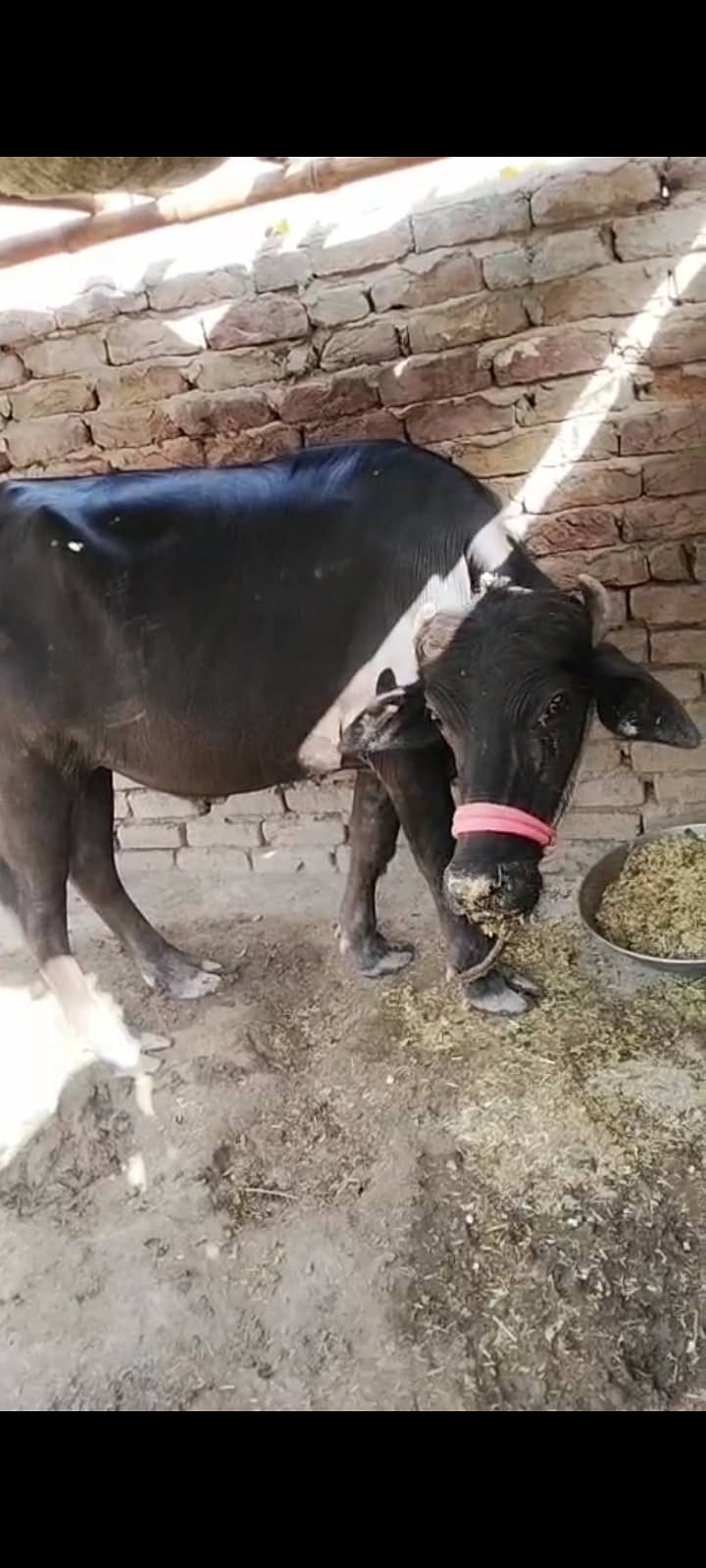Buffalo  2