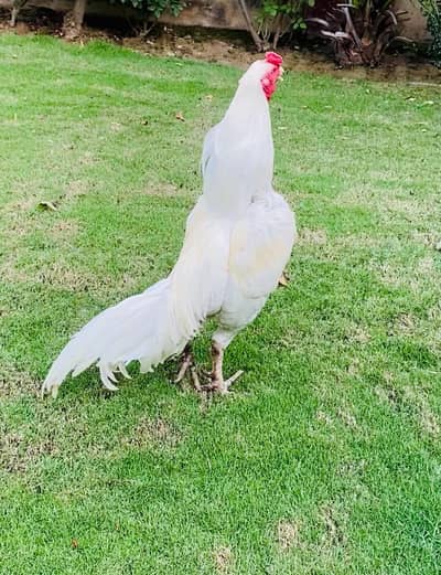 White Heera