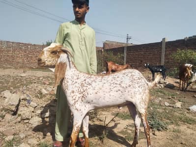 bakra | Nagra bakra | khassi  bakra |  qurbani 2026 | desi bakra