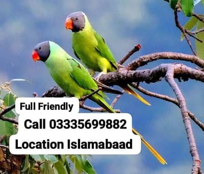Pair Hand Tamed Full Friendly Sleaty Head Green Parrots