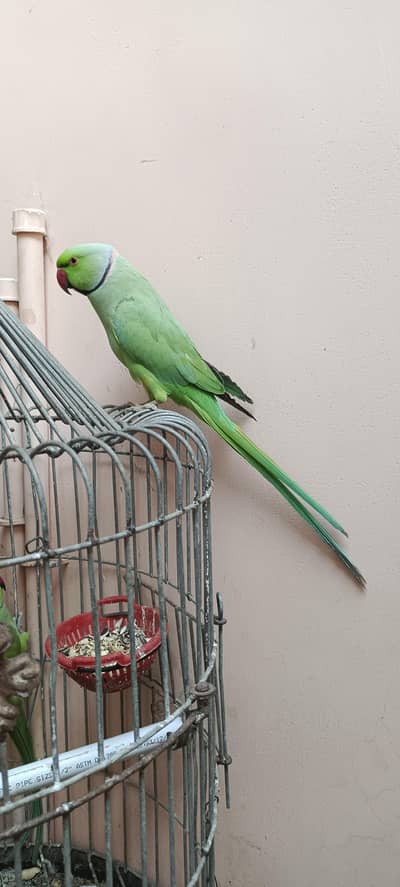 Talking Parrot