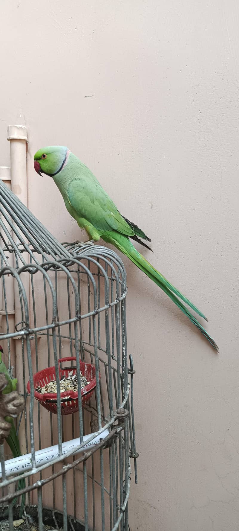 Talking Parrot 0