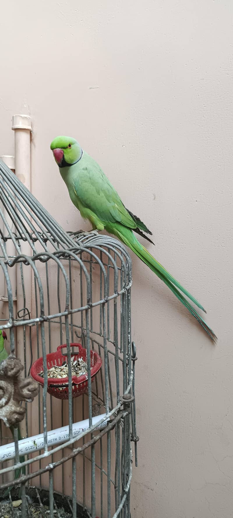Talking Parrot 1