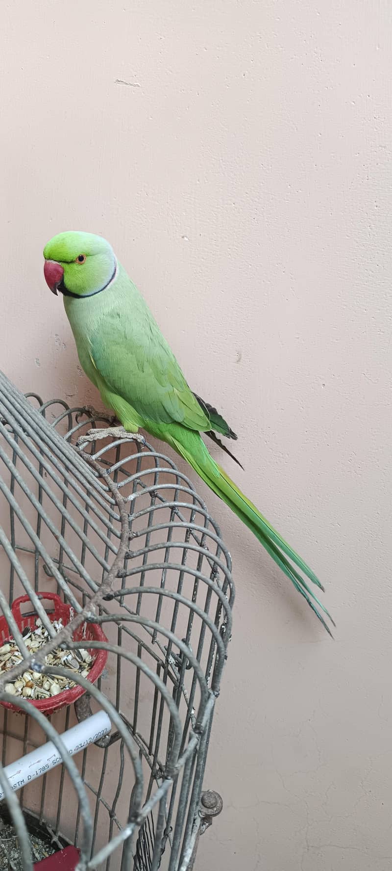 Talking Parrot 2