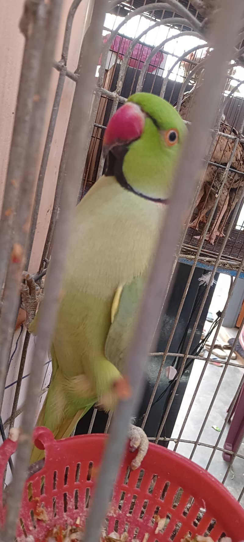 Talking Parrot 3
