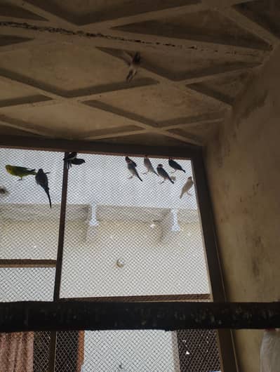 breeder pair jawa and budgies pair and banglies