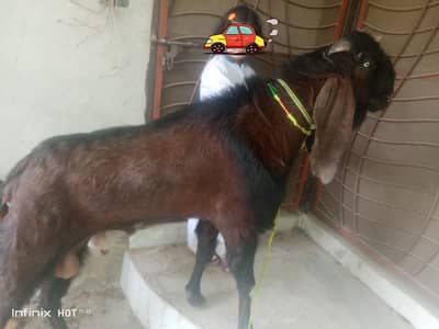 big size bakra| andu|nagra beetal | Desi Goat |Qurbani 2026 |بکرا