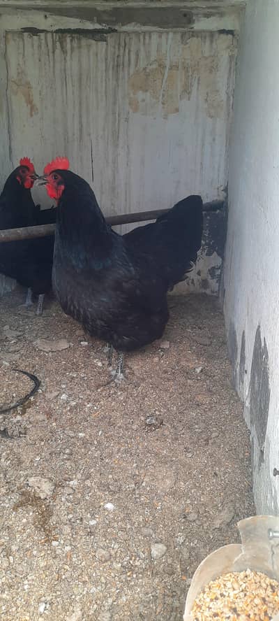 Australorp heritage