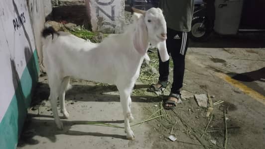 gulabi goat