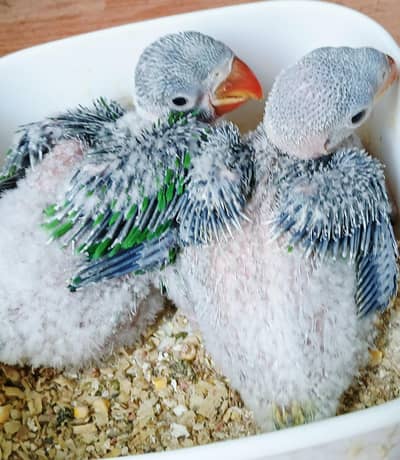 raw chick ( male / female )