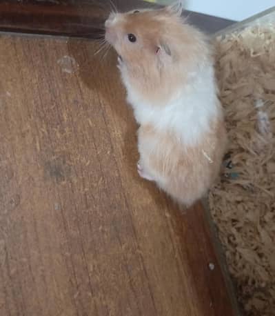 Hamster