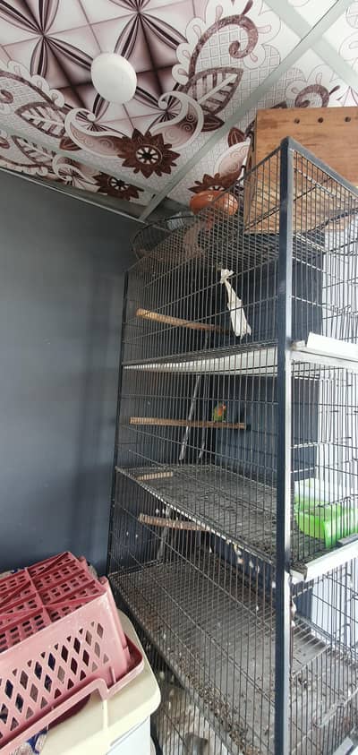 cage Hen and birds 