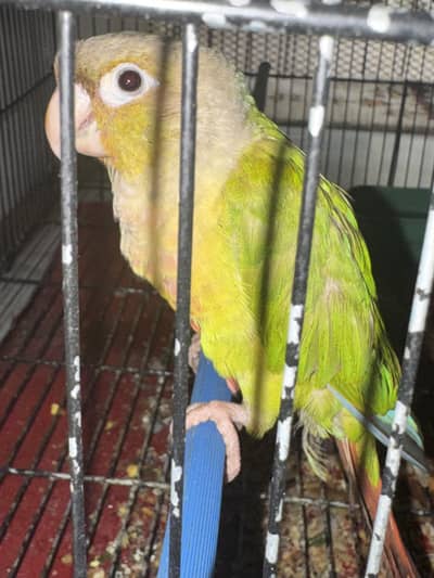 Pineapple conure