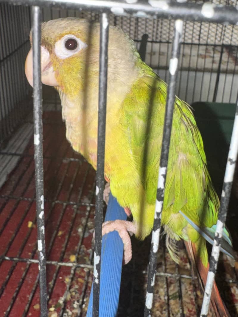 Pineapple conure 0