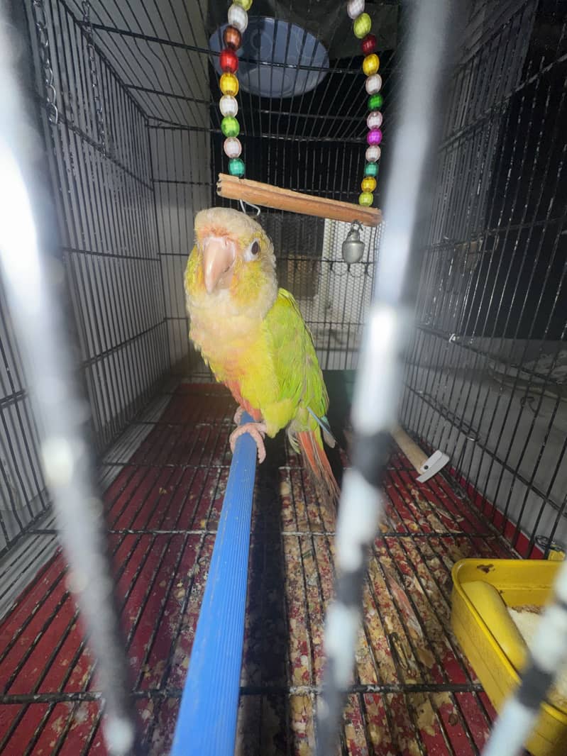 Pineapple conure 1