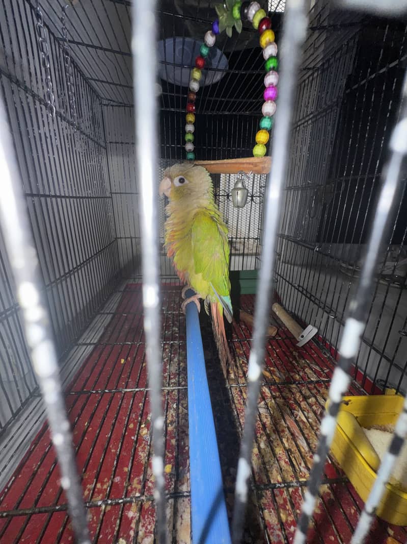 Pineapple conure 2