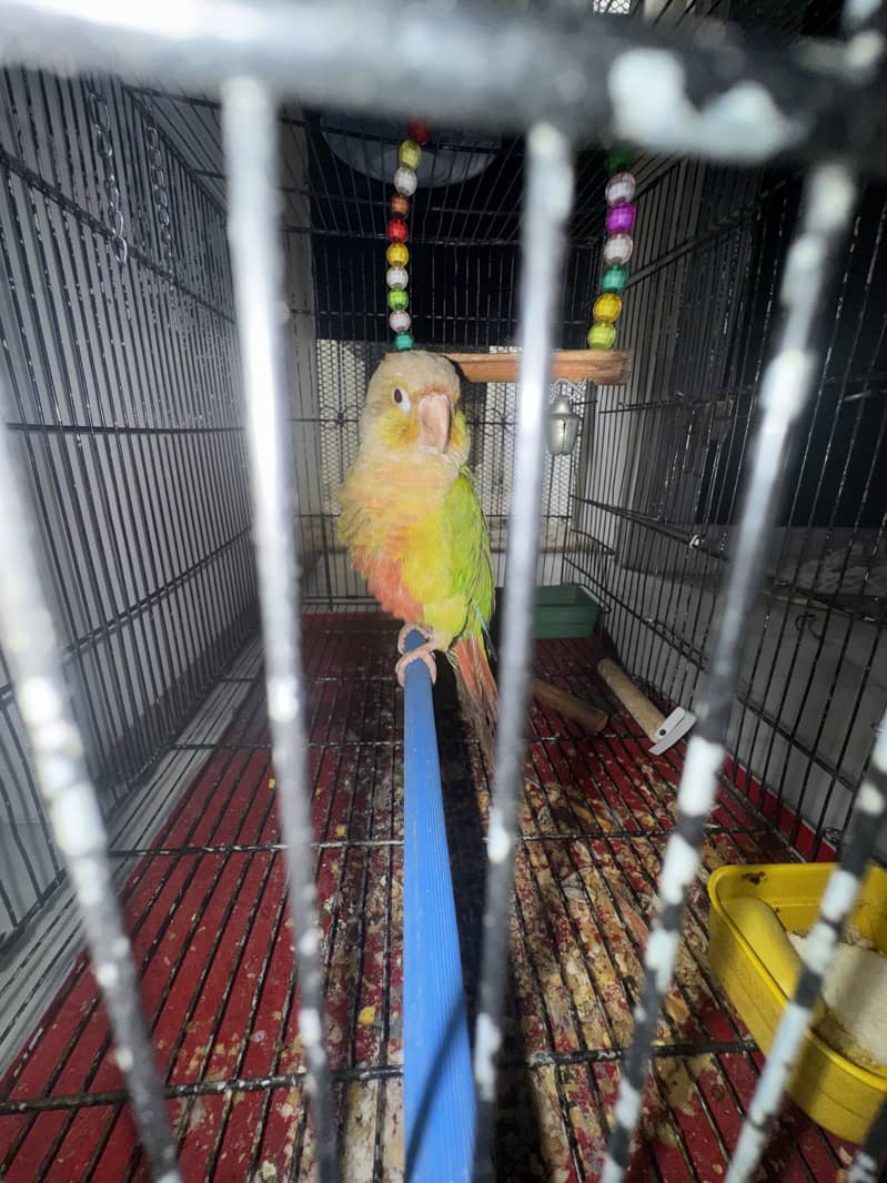 Pineapple conure 3