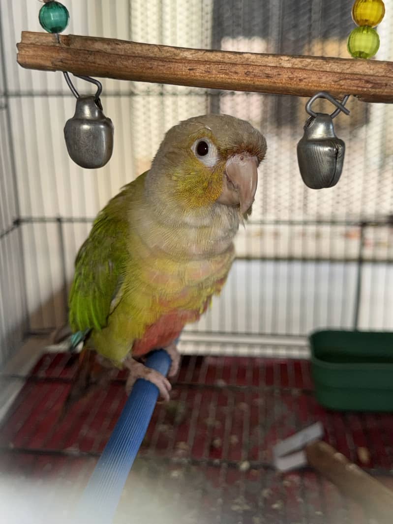 Pineapple conure 4