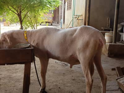 2 dant mundra healty and active