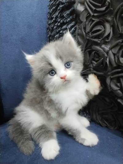 Persian kitten