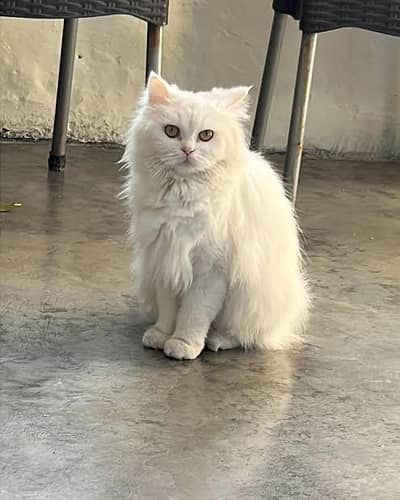 Persian male cat white