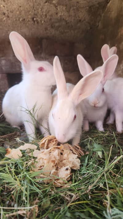Red Eye Rabbit | Khargosh | Whit Rabbit