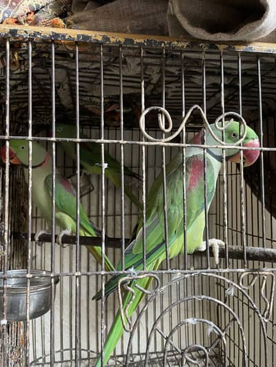 Raw parrots (ready to breed)