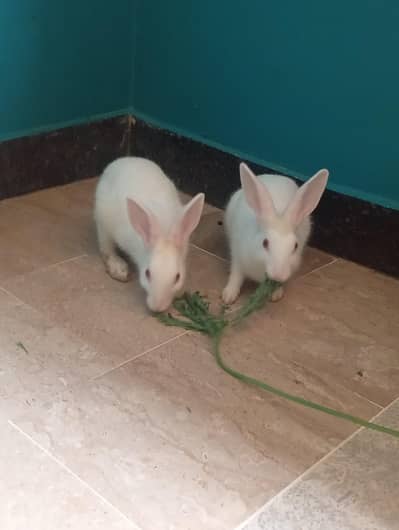 red eyes Rabbit pair