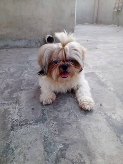 Shihtzu stud available