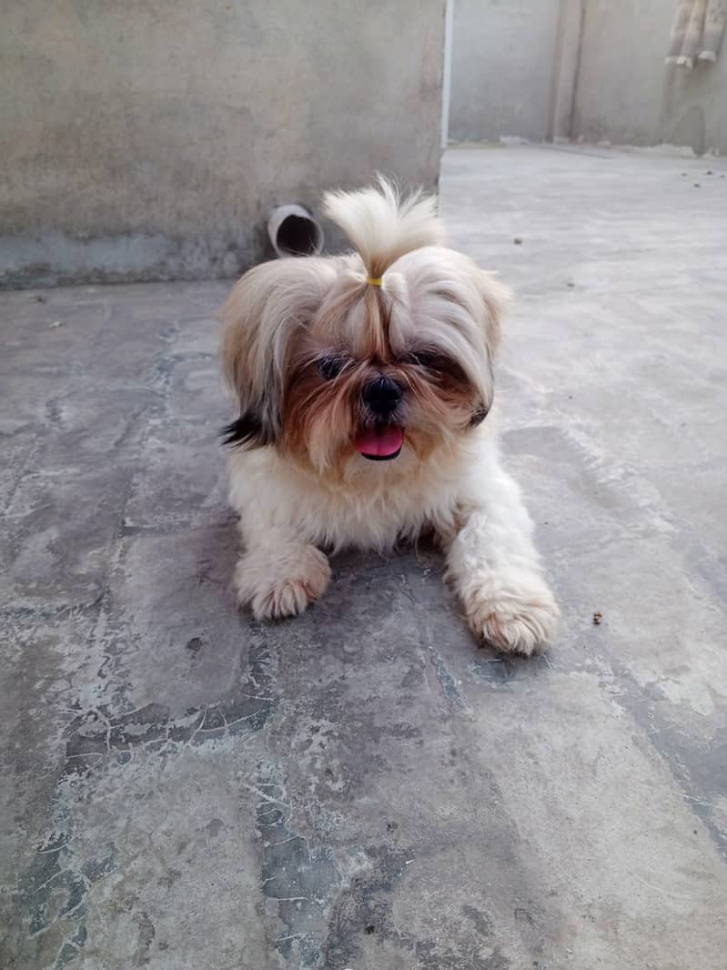 Shihtzu stud available 0
