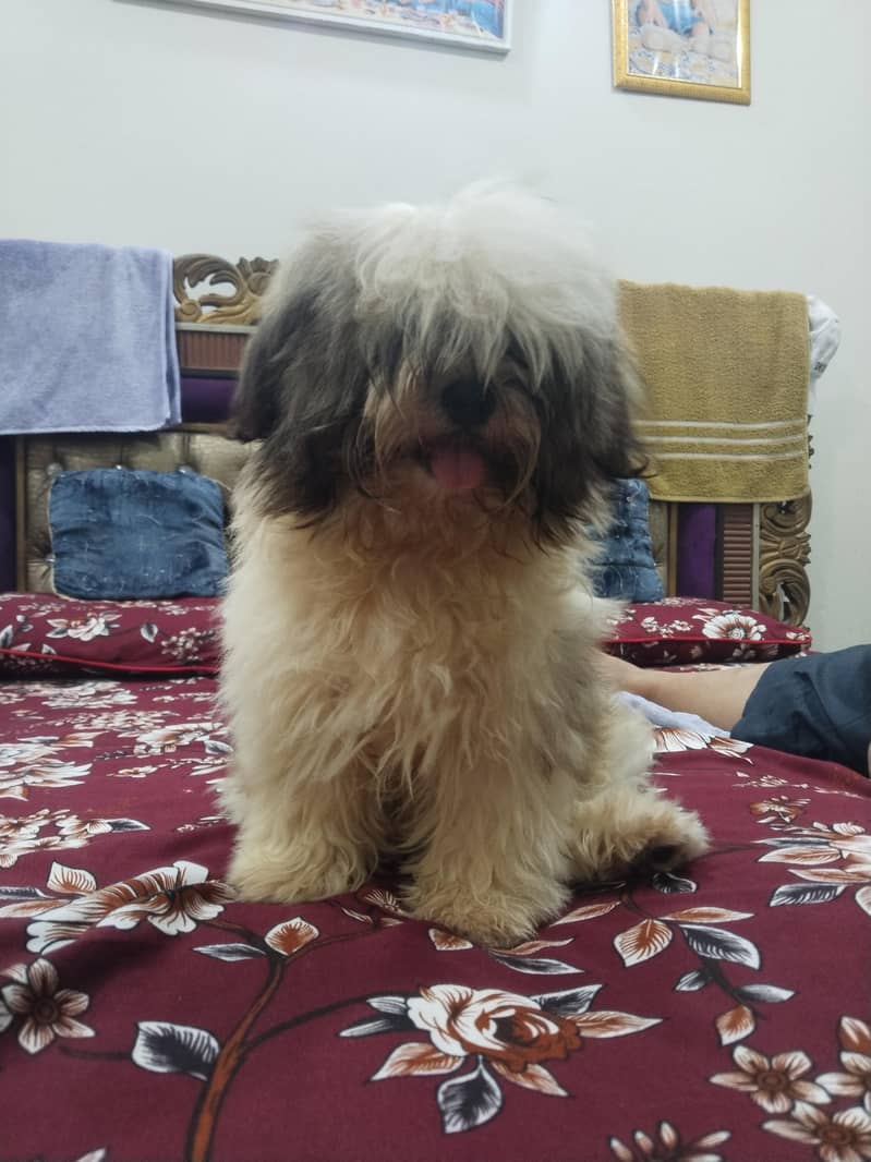Shihtzu stud available 2