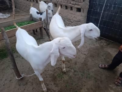 Rajan Puri Bakray (Jorri) Pure Desi Food | Goat | Bakray |