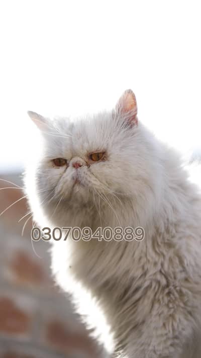 Persion male cat