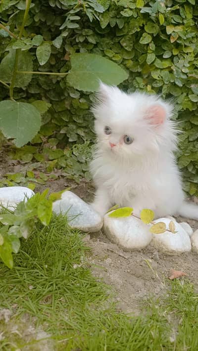 punch face kitten urgent sale