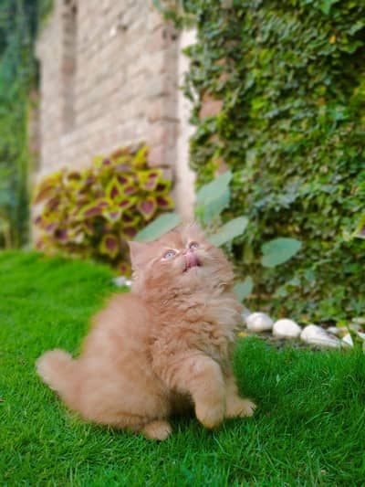 punch face kitten urgent sale