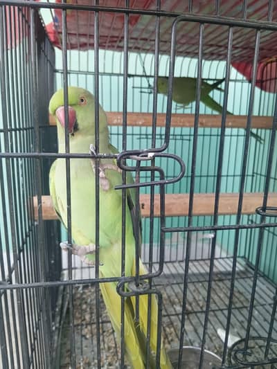 Green Ringneck Breeder Pair & Cage
