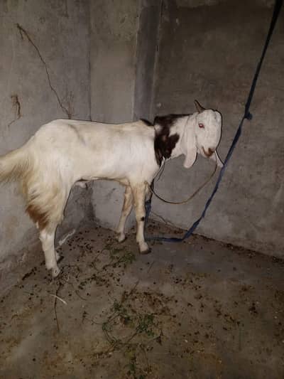 2 goats for sell
