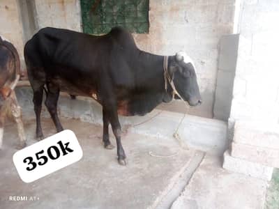 Bulls Available for Qurbani