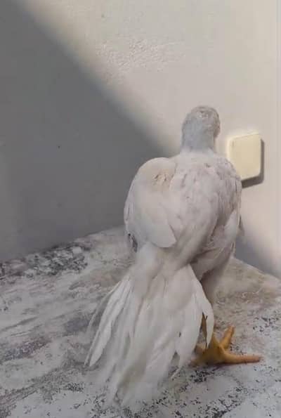 Indian parrot beak male for urgent sale