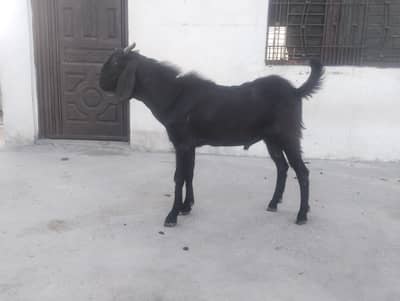 bakra for sale